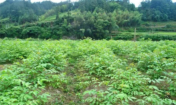 肥料养分对黄连生长发育有何影响