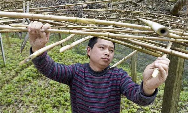 怎样搭建黄连棚