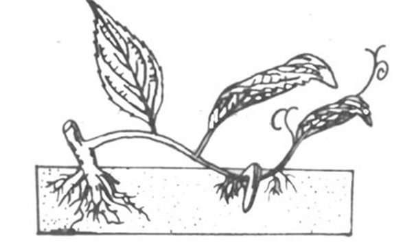 花木压条繁殖