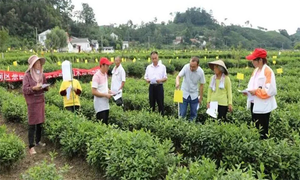 早春期茶园病虫害进行绿色防控