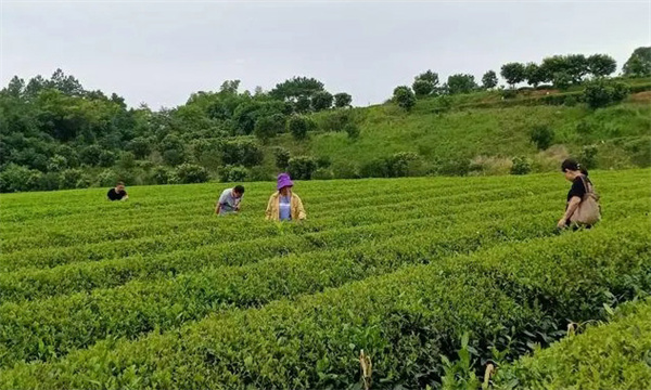 夏茶期茶园病虫害进行绿色防控