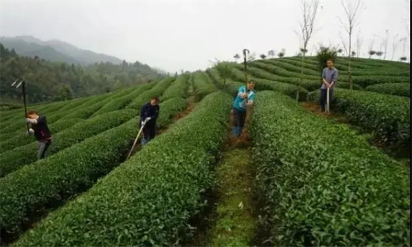 如何对茶园进行深耕