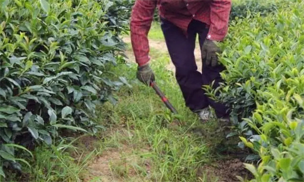 茶园杂草的控制方法