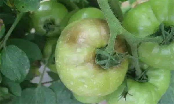 不同的番茄果腐病防治上相同部分