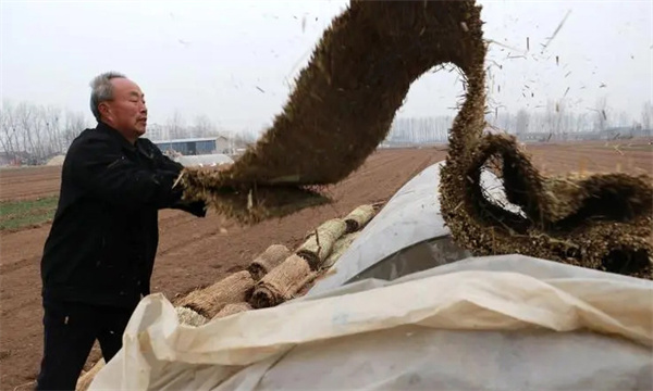 早春西葫芦种植需要注意什么