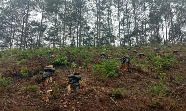 如何选择茯苓栽培场