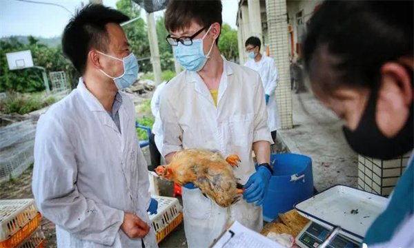 鸡场不能只管养鸡，要随时进行成本核算