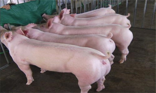 母猪饲养滥用脱霉剂