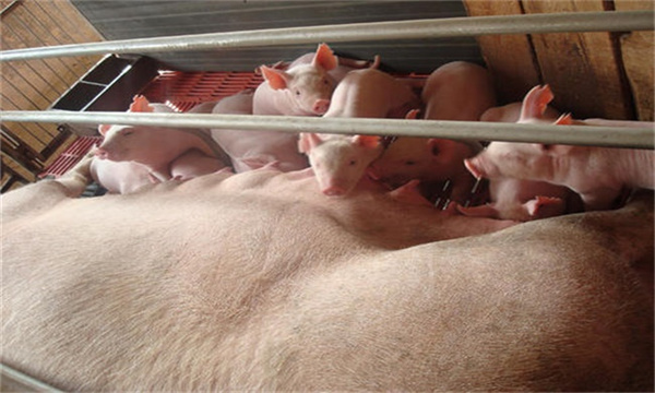 母猪饲养滥用催产素