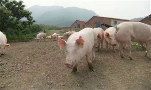 散户养猪饲料分阶