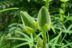 黄秋葵的种植条件和种植技术要点