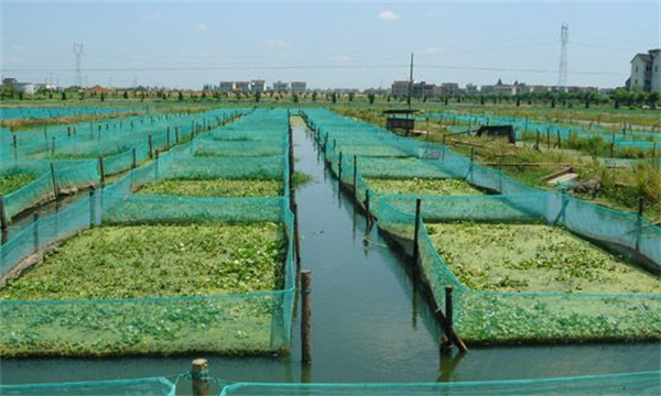 泥鳅养殖池的土质选择