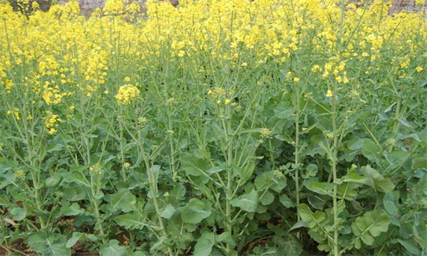 怎样种植油菜