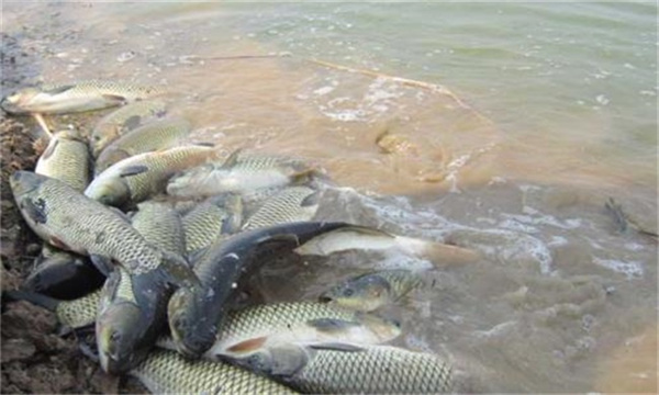 草鱼厌食原因是什么