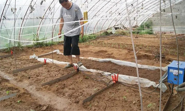 通过土壤消毒防治消灭根结线虫的方法