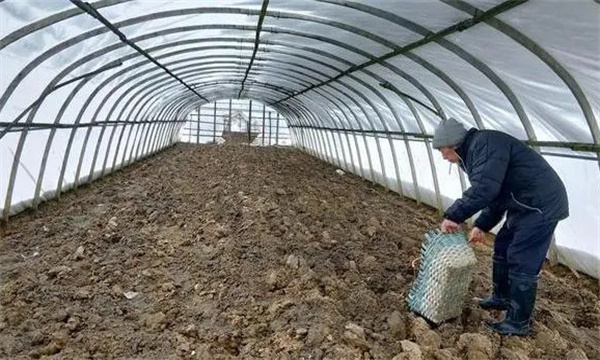 通过土壤消毒防治根结线虫