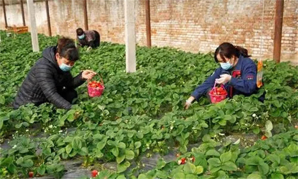 草莓的采收方法