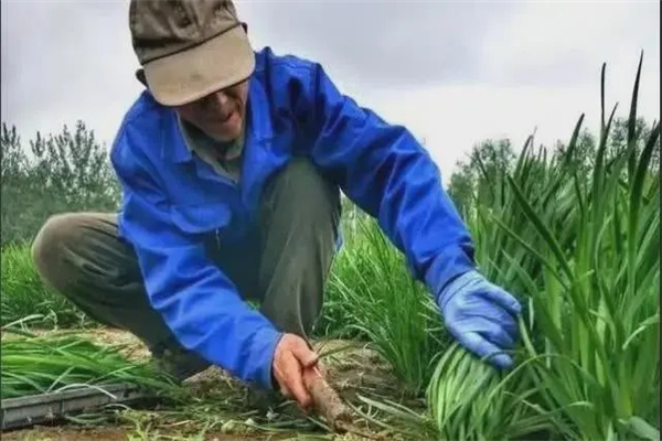 露地韭菜割收