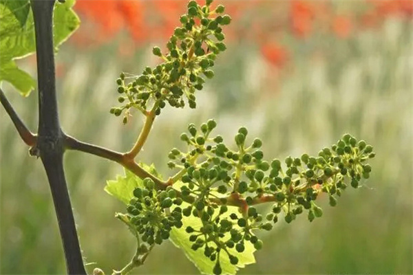 葡萄落花落果的原因是什么