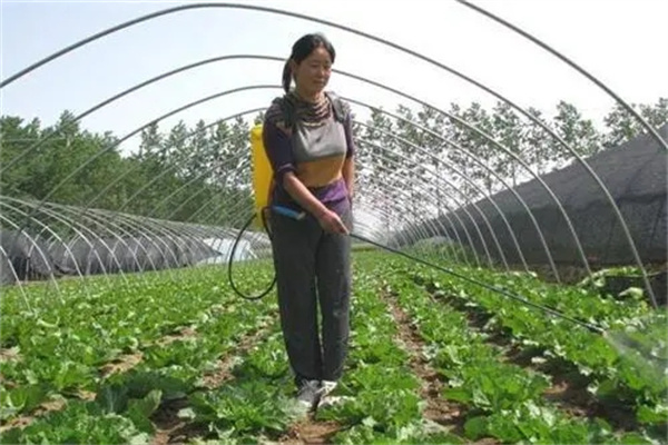 大白菜喷施微肥应注意的问题