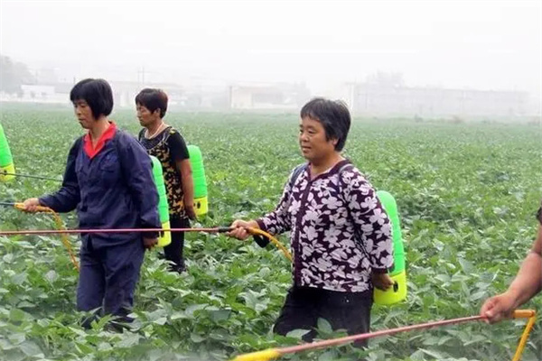 大豆生长后期为什么要根外追肥