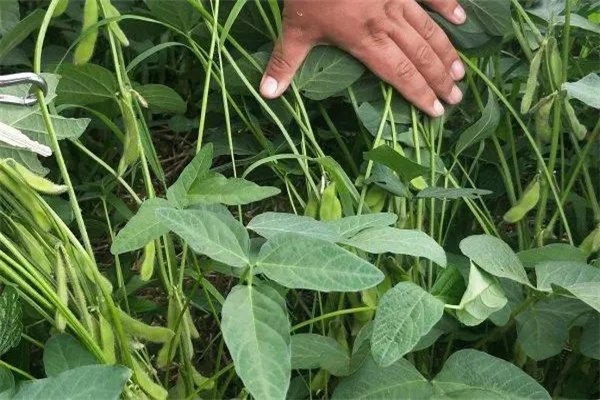 大豆开花结荚期田间管理