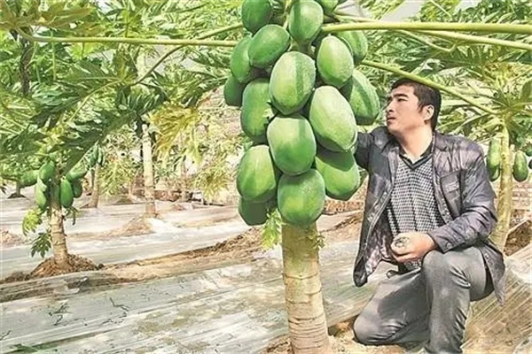 生长季节的修剪