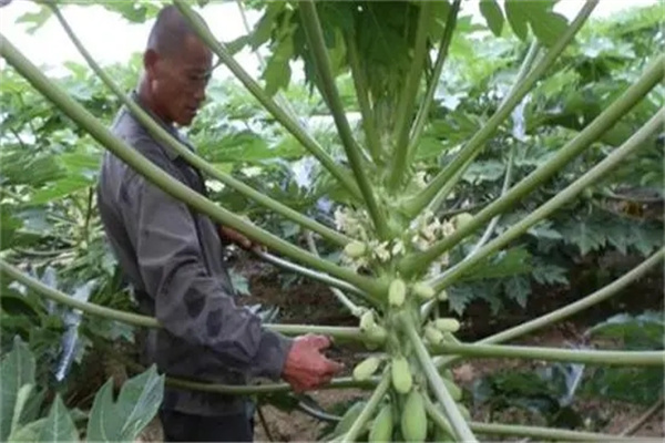 木瓜修剪应注意什么问题