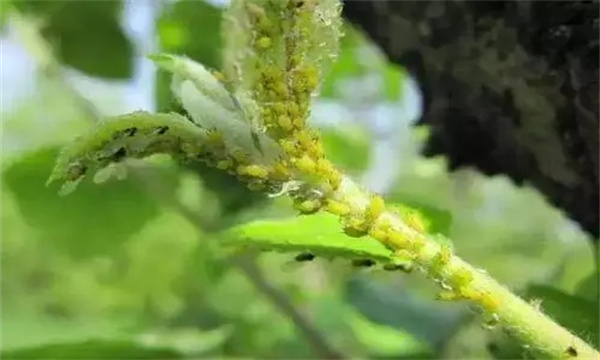 如何防治绣线菊蚜