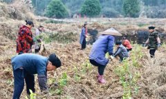 如何做好新建茶园查苗补苗和松土除草工作