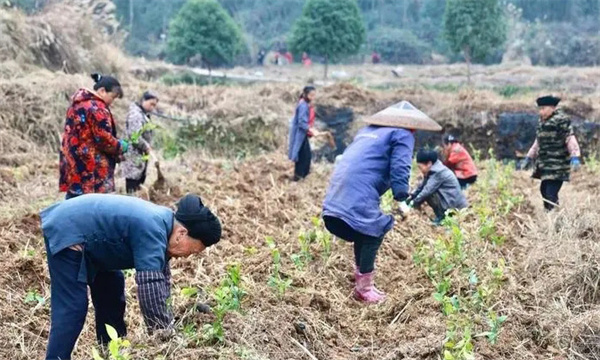 新建茶园的查苗补苗