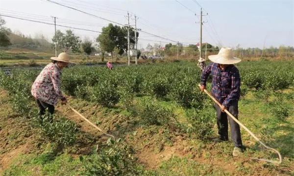 新建茶园的松土除草