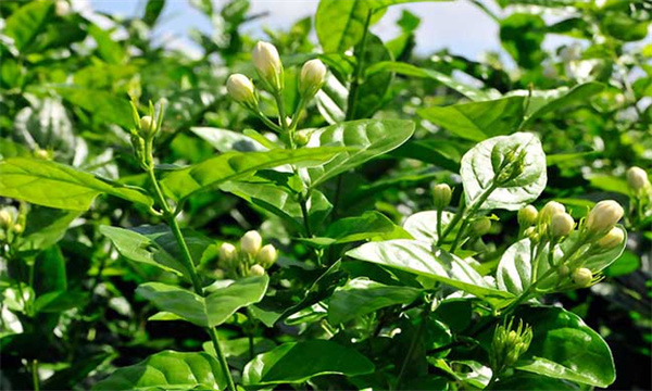 茉莉花的修剪方法