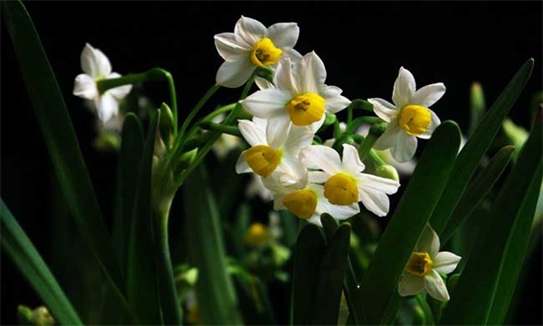 水仙花休眠球怎样催芽