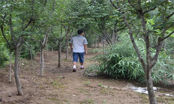 木瓜树增施基肥