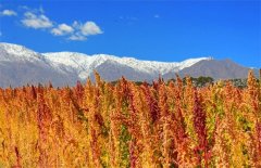 藜麦种植需要什么样的外部环境条件