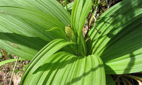 百合科水培植物