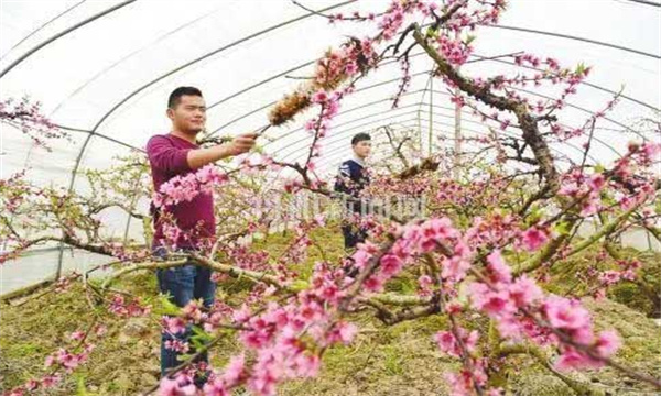 栽培密度和方式