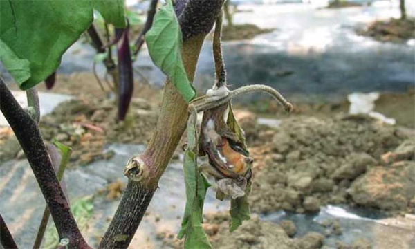 茄子菌核病的症状