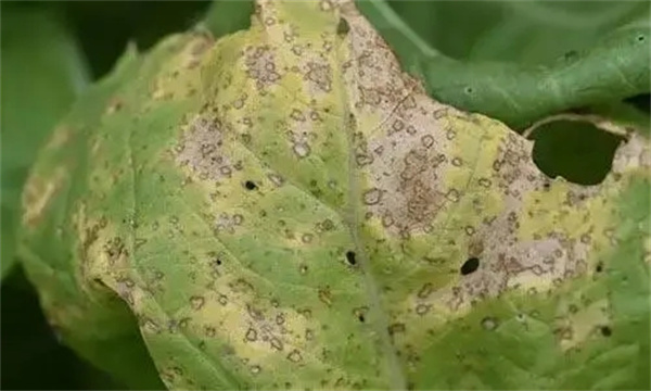 大白菜褐斑病的发病症状