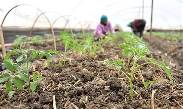 番茄采用高脚苗卧栽法定植后怎样管理