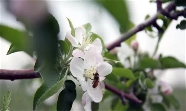 苹果壁蜂授粉技术