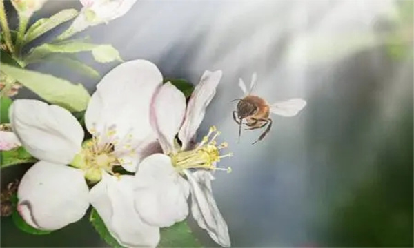 蜜蜂授粉技术