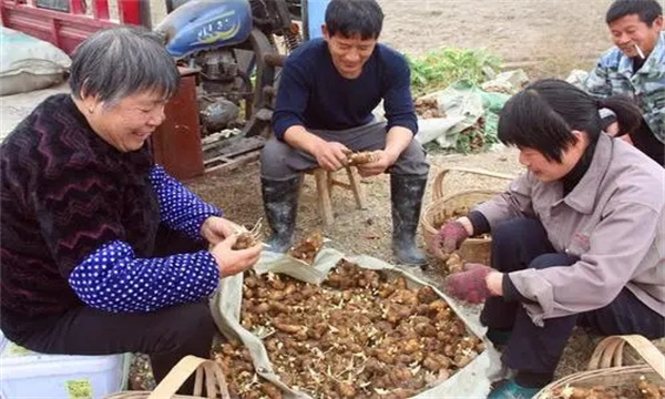 生姜播种前如何掰姜块