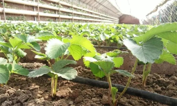 冷藏延迟栽培条件下草莓怎样进行田间管理