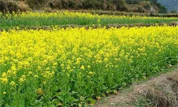 油菜在生育周期内对肥料要求