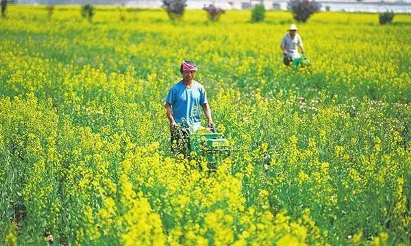 油菜施肥方法有哪些