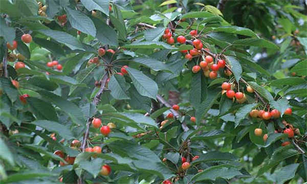 车厘子种植土壤条件