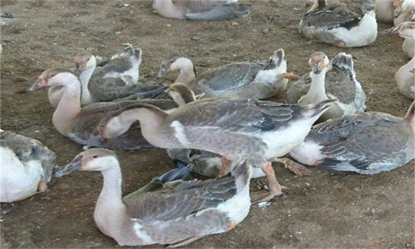 分群饲养