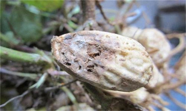 地下虫害导致花生烂果